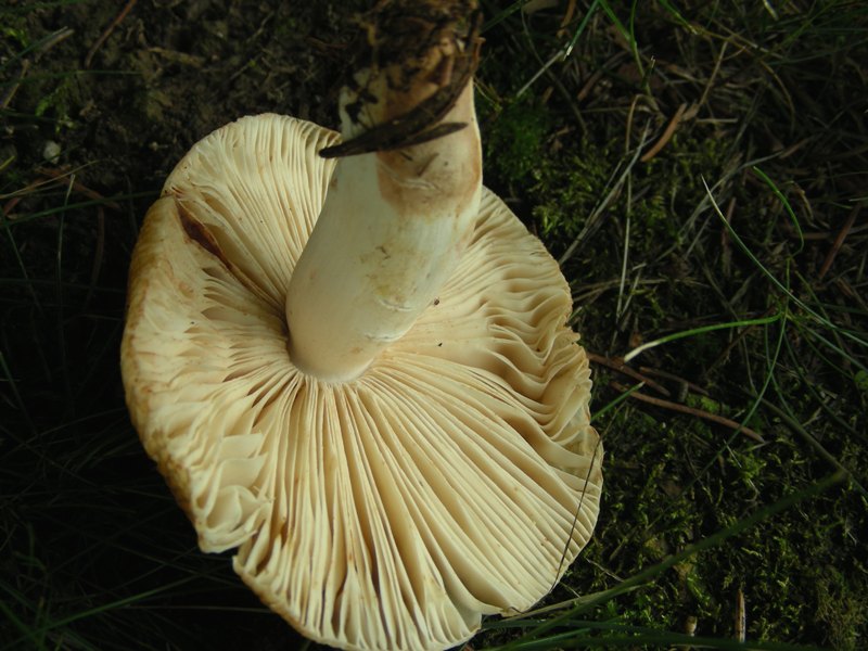 Russula laurocerasi